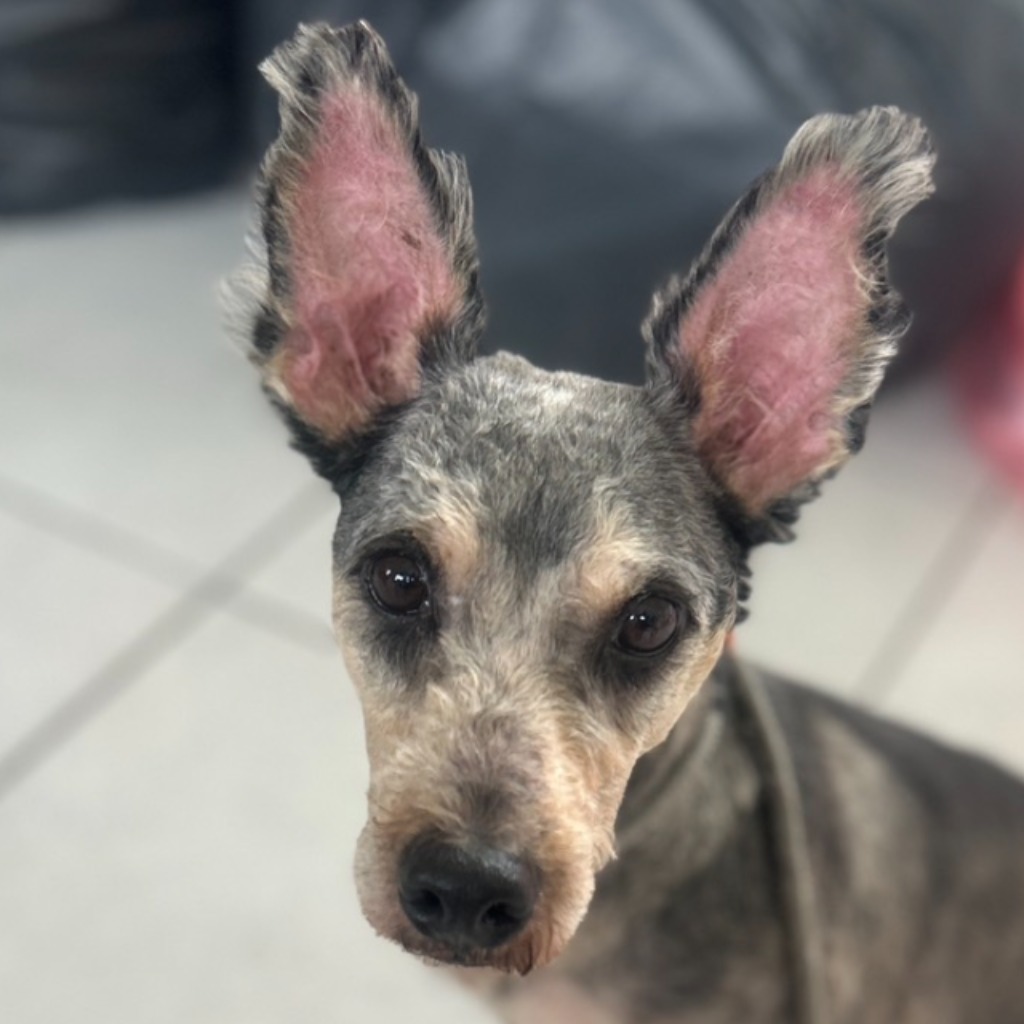 澎湖縣已領養狗 混種犬