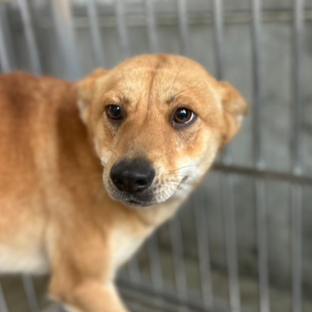 澎湖縣已領養狗 混種犬