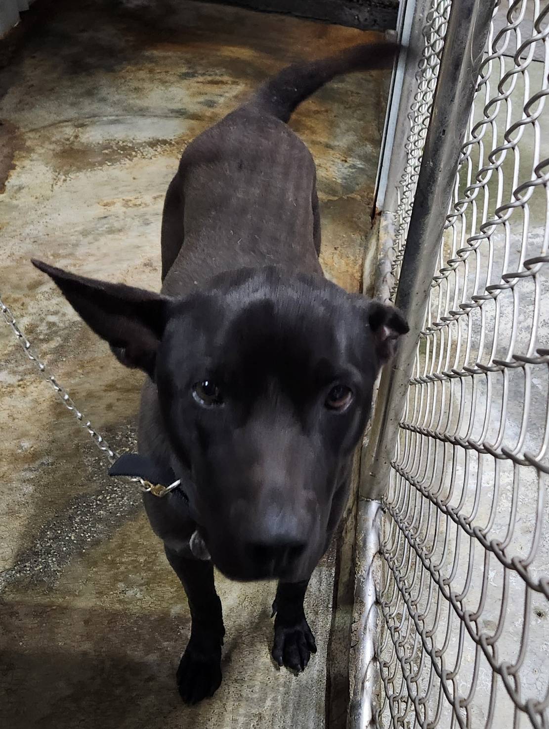 新北市已領養狗 混種犬