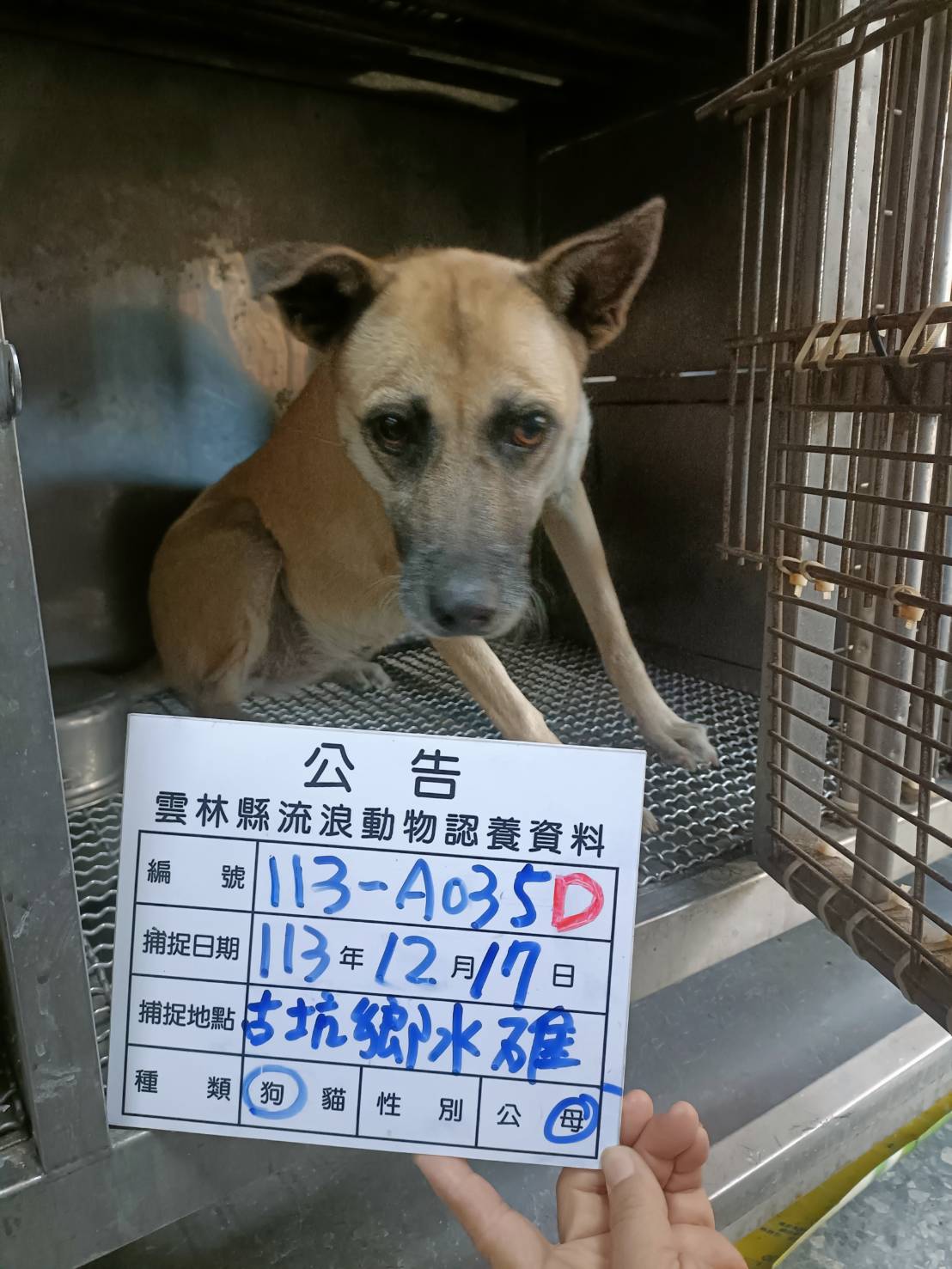 雲林縣已領養狗 混種犬