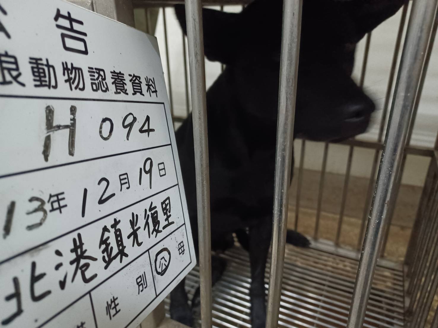 雲林縣已領養狗 混種犬