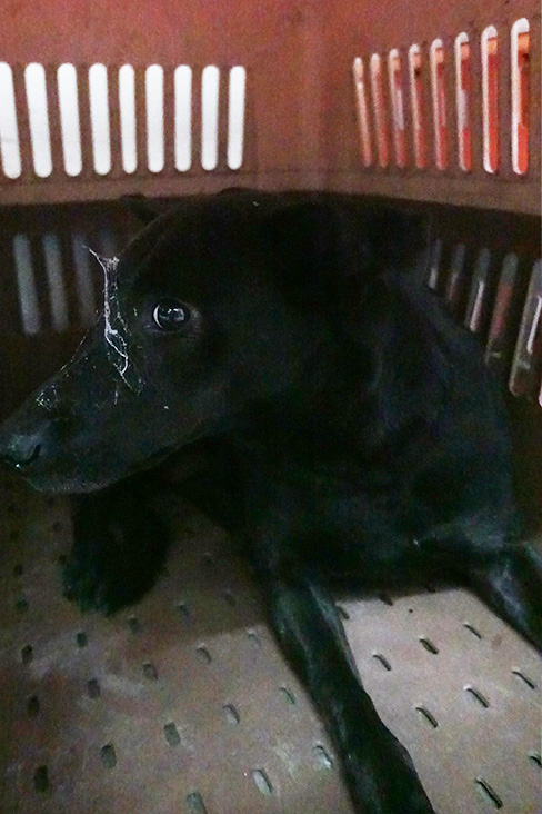 宜蘭縣已領養狗 混種犬