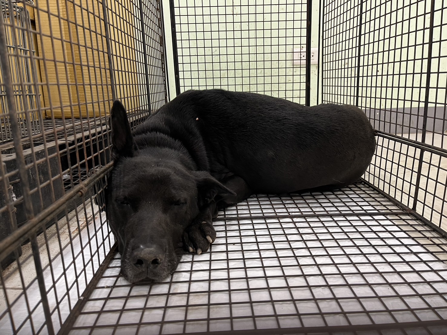 金門縣已領養狗 混種犬