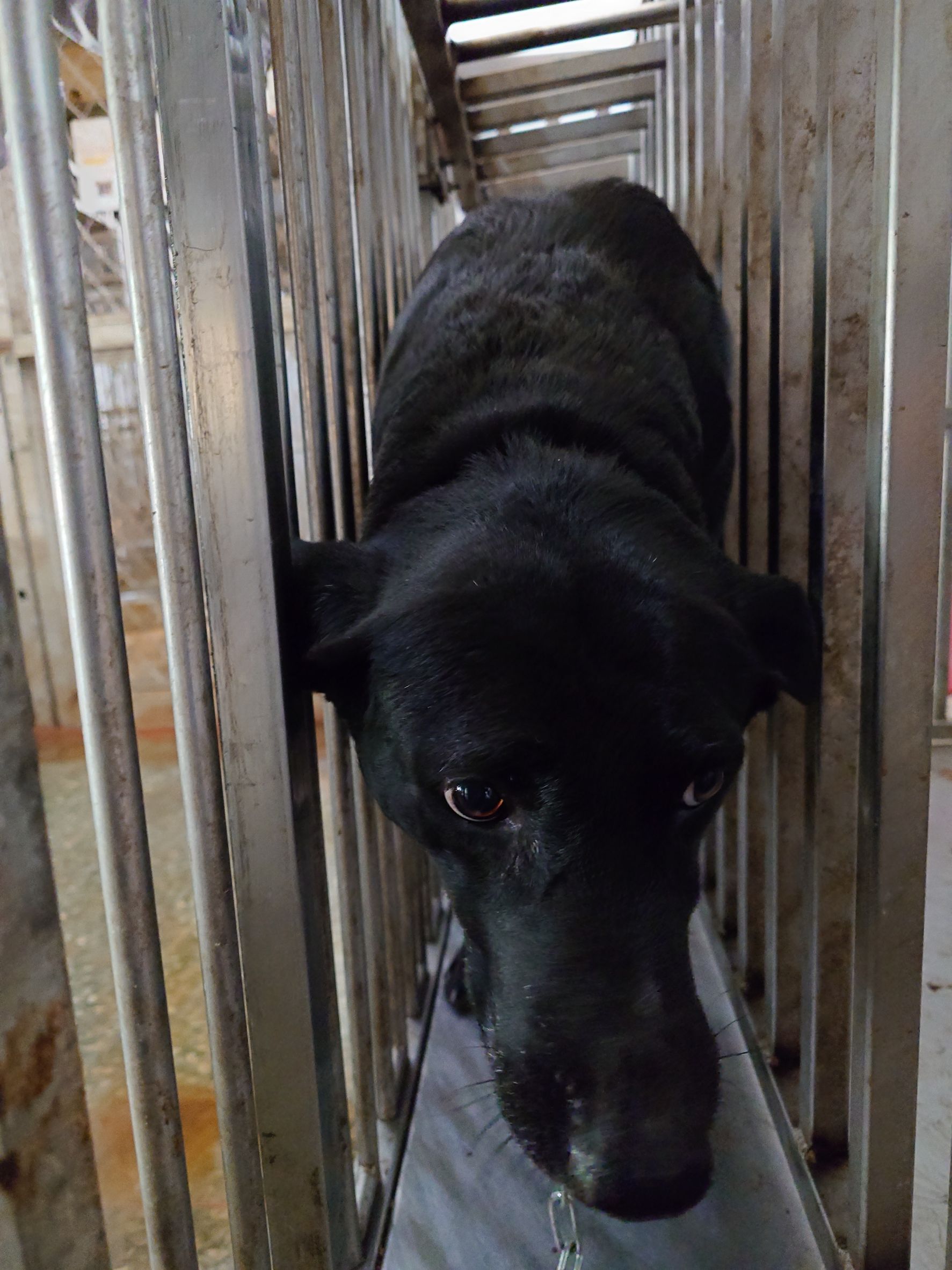 台南市已領養狗 混種犬
