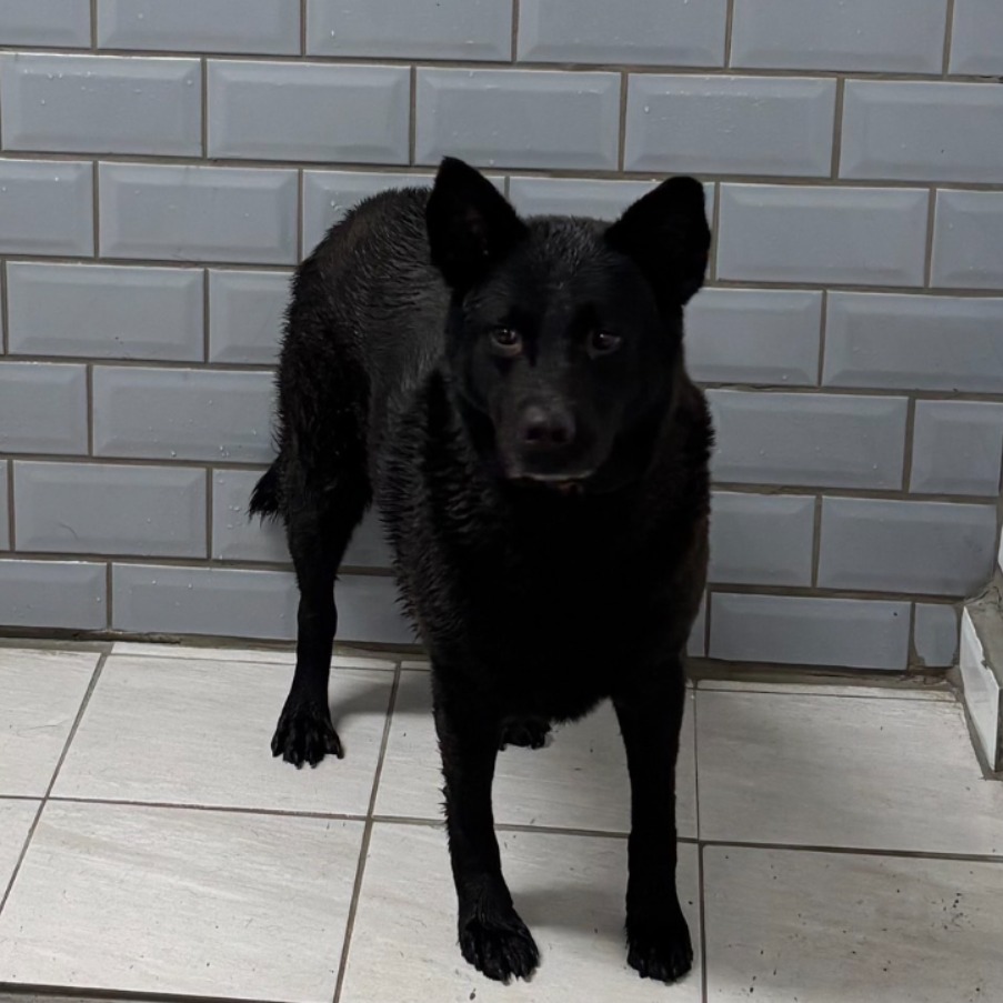 新北市已領養狗 混種犬