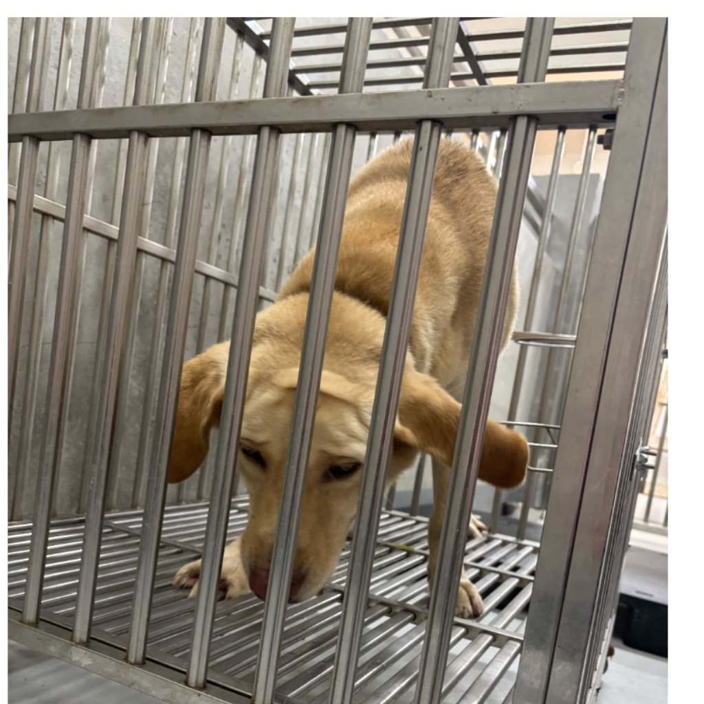 基隆市已領養狗 混種犬