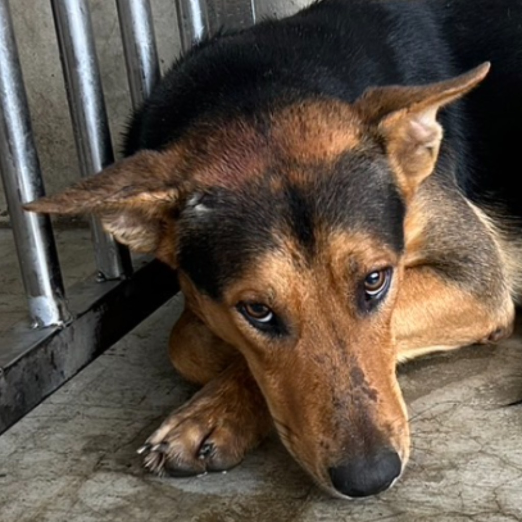 澎湖縣已領養狗 混種犬