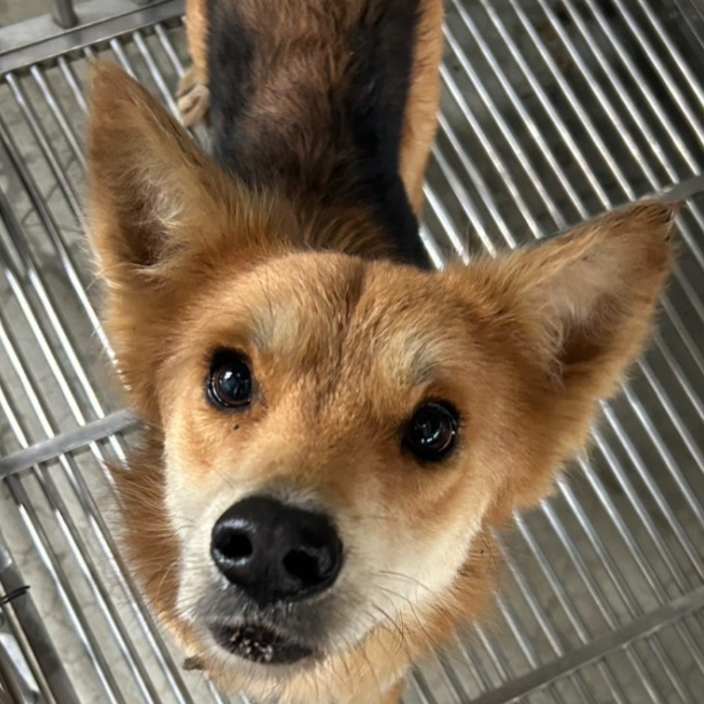 澎湖縣已領養狗 混種犬