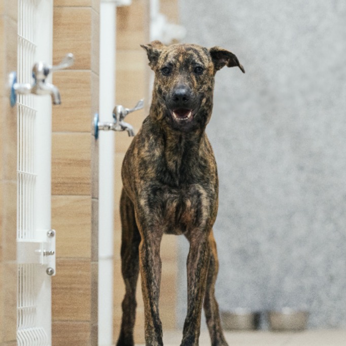 新北市已領養狗 混種犬