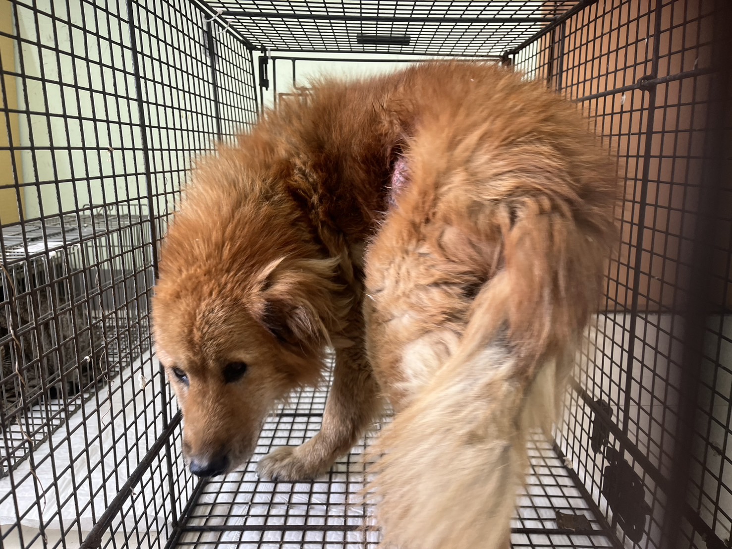 金門縣已領養狗 混種犬
