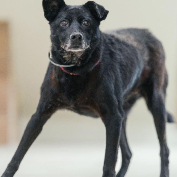 新北市已領養狗 混種犬