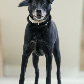 新北市已領養狗 混種犬