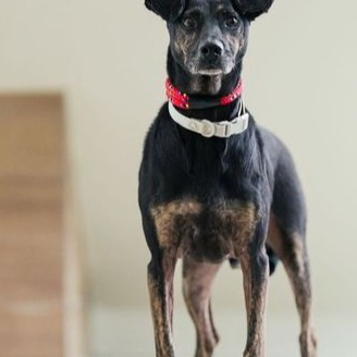 新北市已領養狗 混種犬