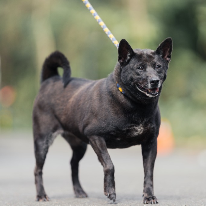 新北市已領養狗 混種犬