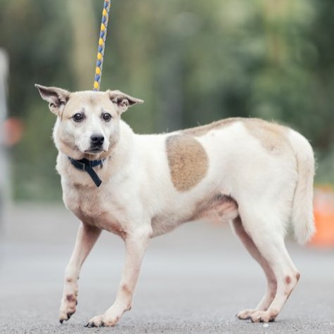 新北市已領養狗 混種犬