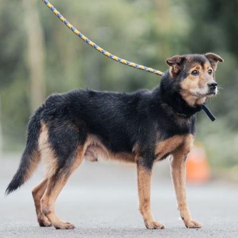 新北市已領養狗 混種犬