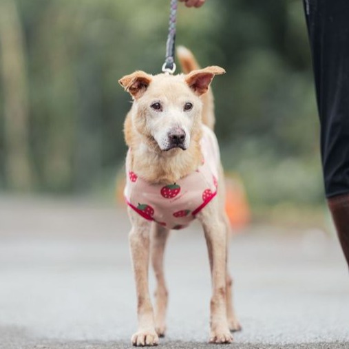 新北市已領養狗 混種犬