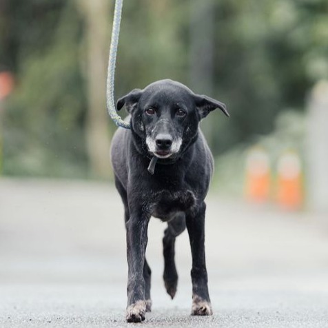 新北市已領養狗 混種犬