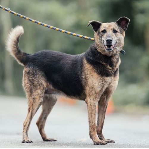 新北市已領養狗 混種犬