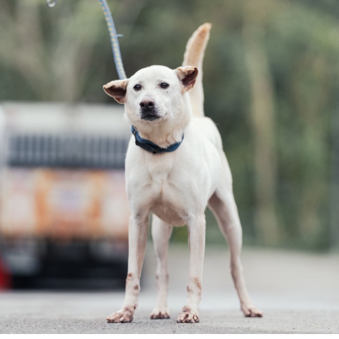 新北市已領養狗 混種犬