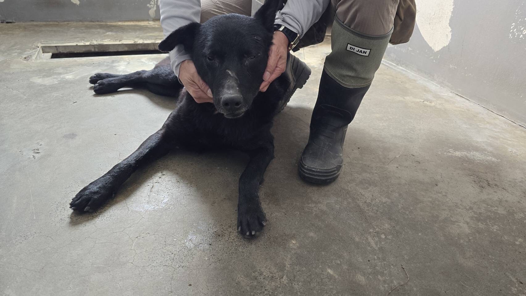 新竹市已領養狗 混種犬