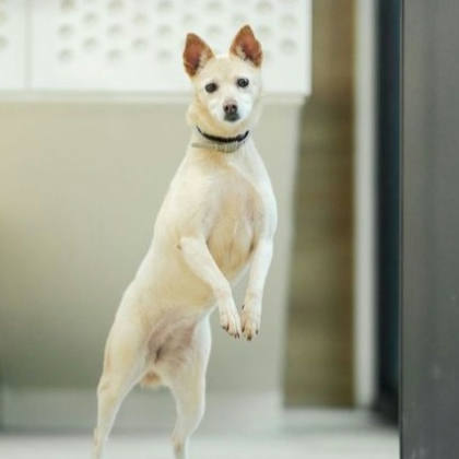 新北市待認養狗｜混種犬｜黃白色｜母