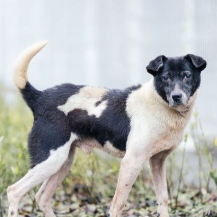 新北市已領養狗 混種犬