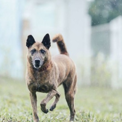 新北市已領養狗 混種犬