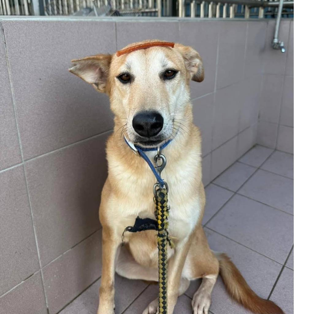 台南市已領養狗 混種犬
