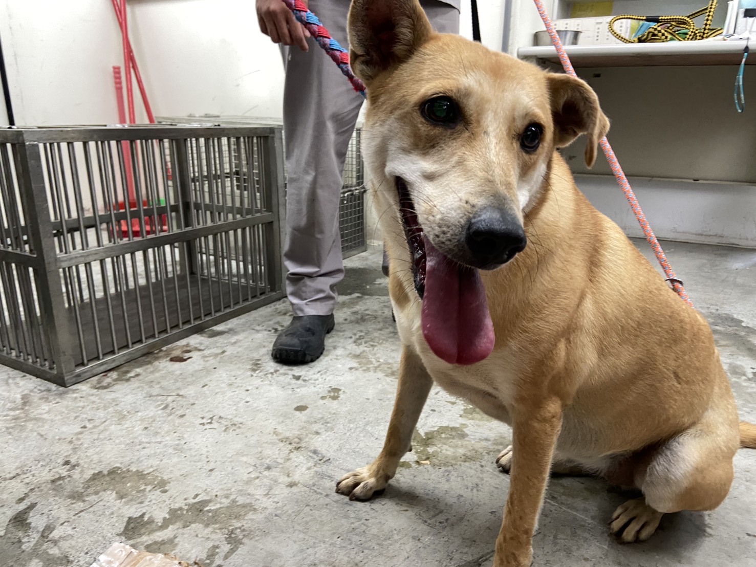 台北市已領養狗 混種犬