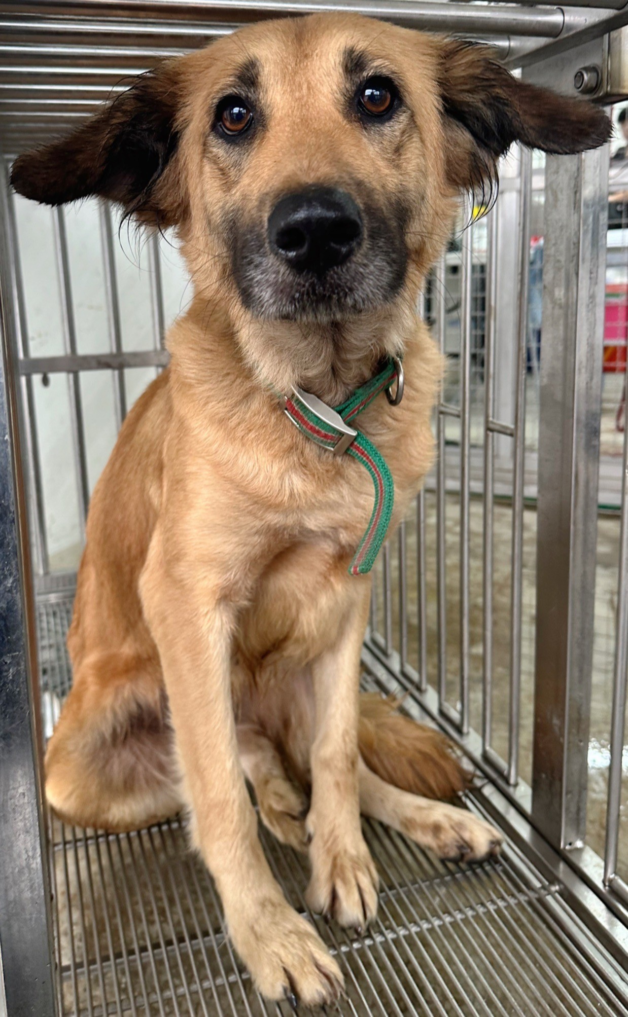 花蓮縣已領養狗 混種犬