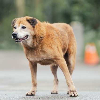新北市已領養狗 混種犬