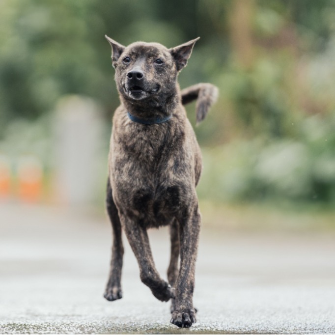 新北市已領養狗 混種犬