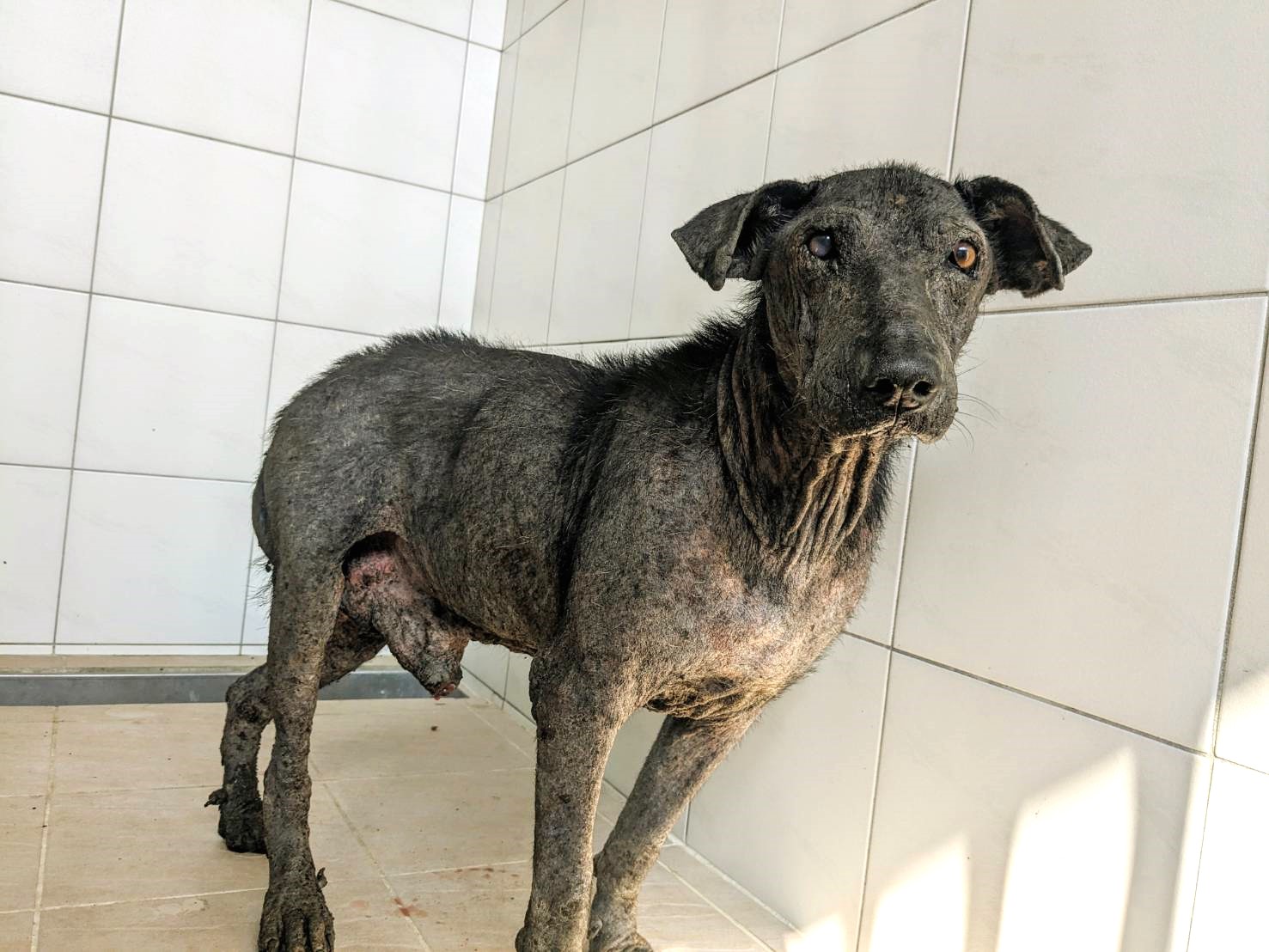 新竹縣已領養狗 混種犬