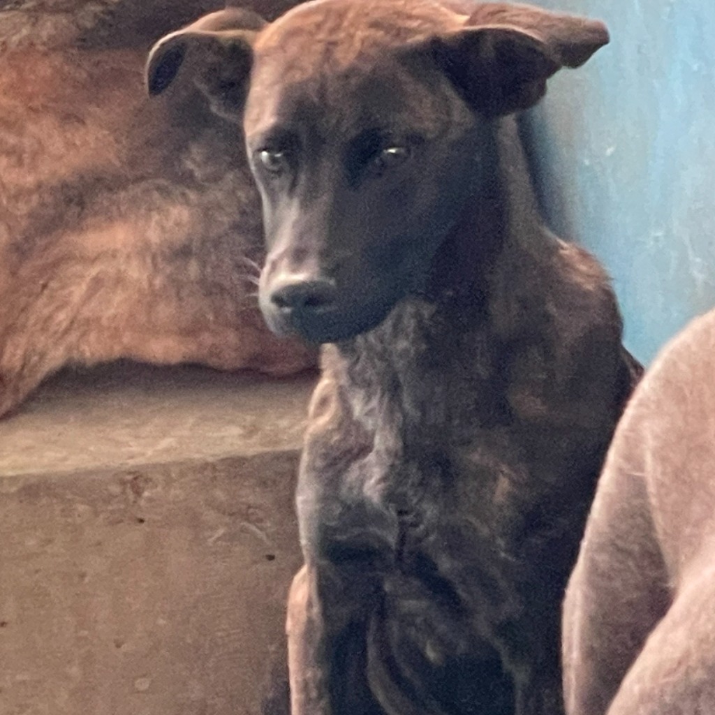 苗栗縣已領養狗 混種犬