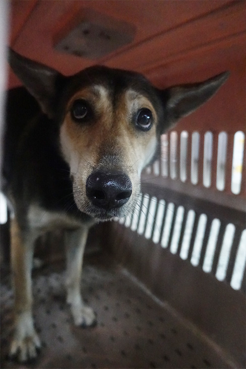 宜蘭縣已領養狗 混種犬