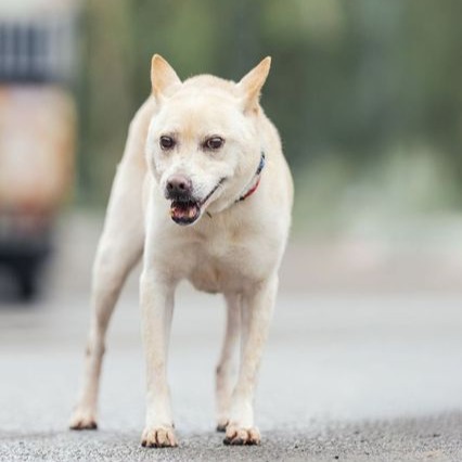 新北市已領養狗 混種犬