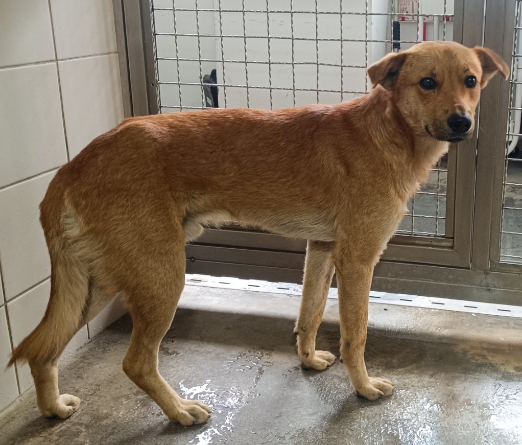 花蓮縣已領養狗 混種犬