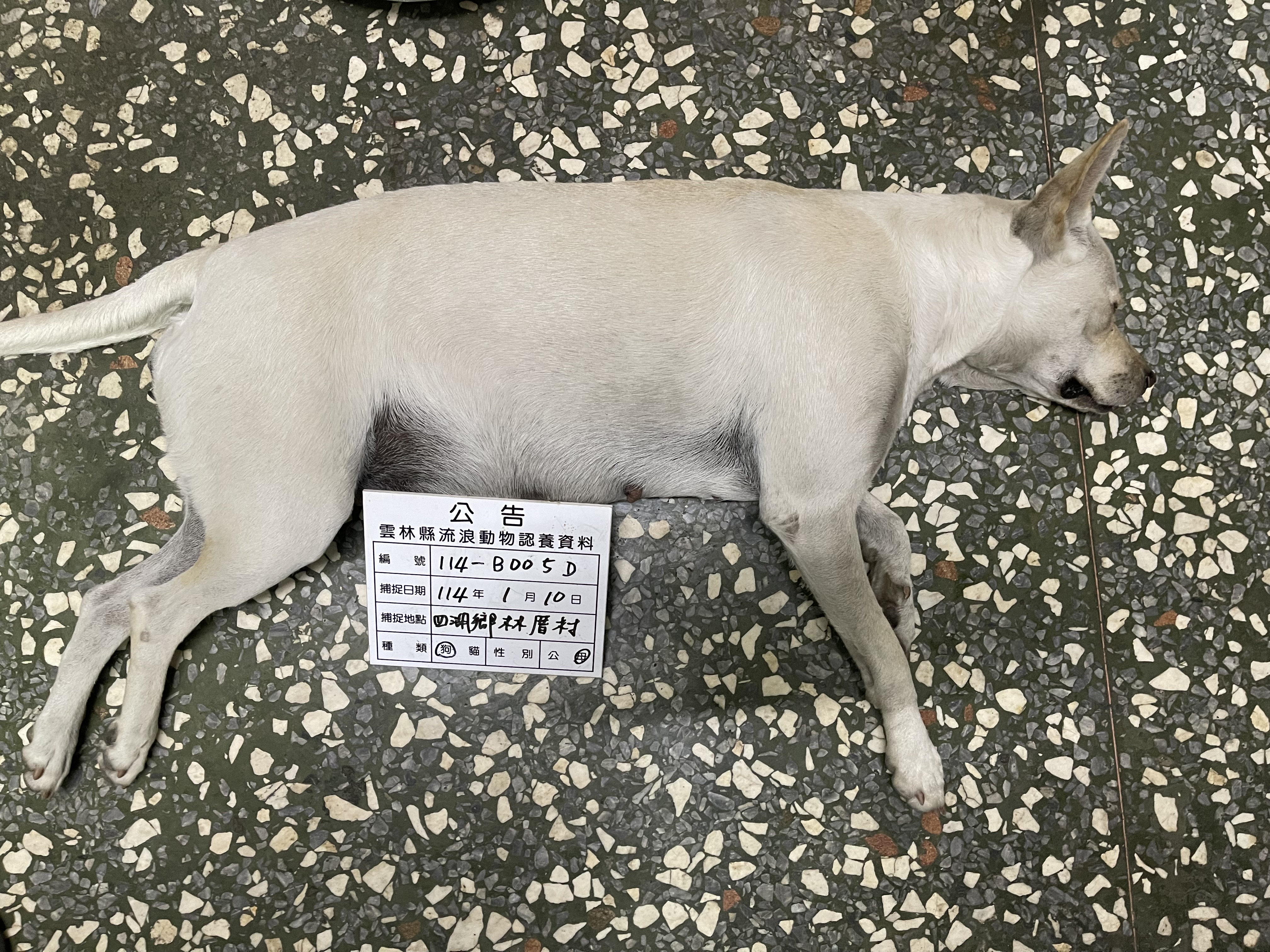 雲林縣已領養狗 混種犬