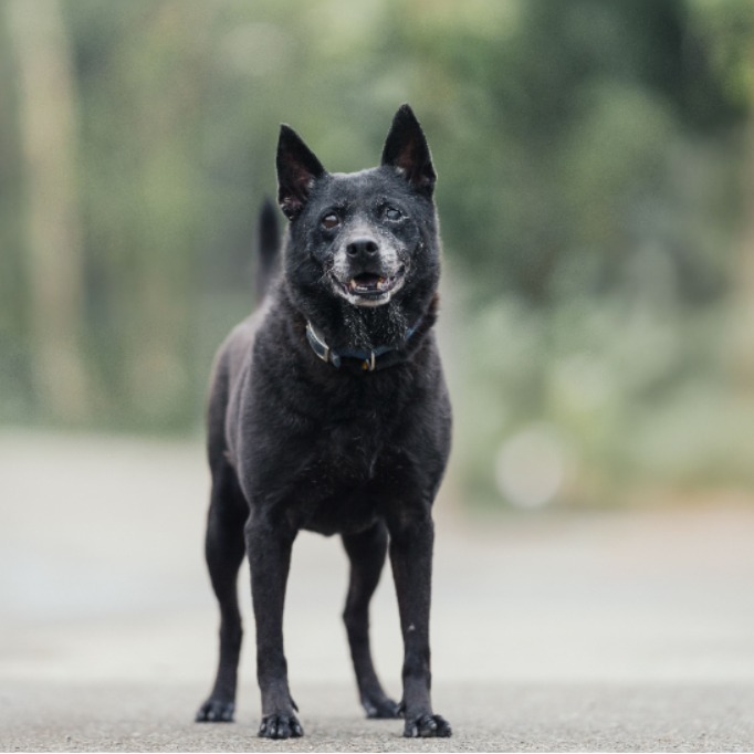 新北市已領養狗 混種犬