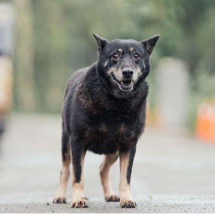 新北市已領養狗 混種犬