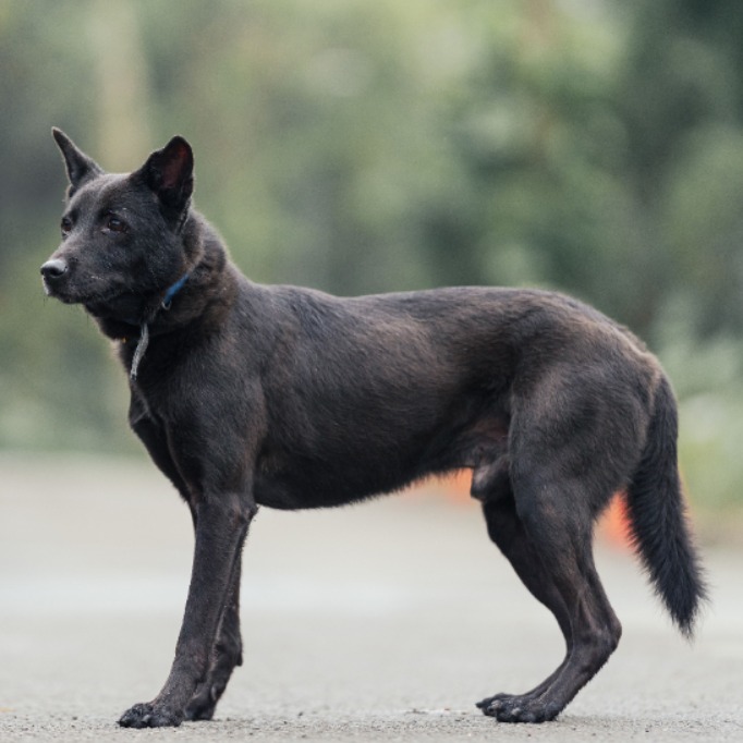 新北市已領養狗 混種犬