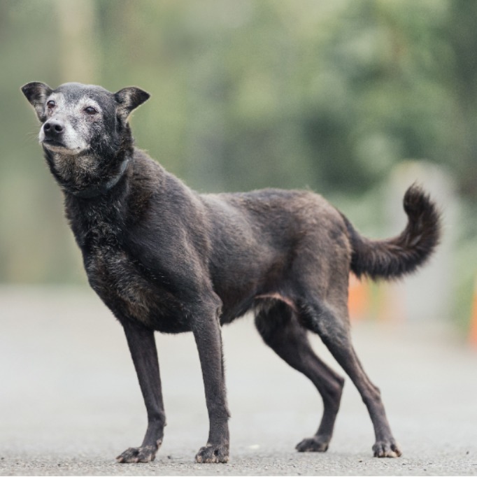 新北市已領養狗 混種犬