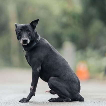 新北市已領養狗 混種犬