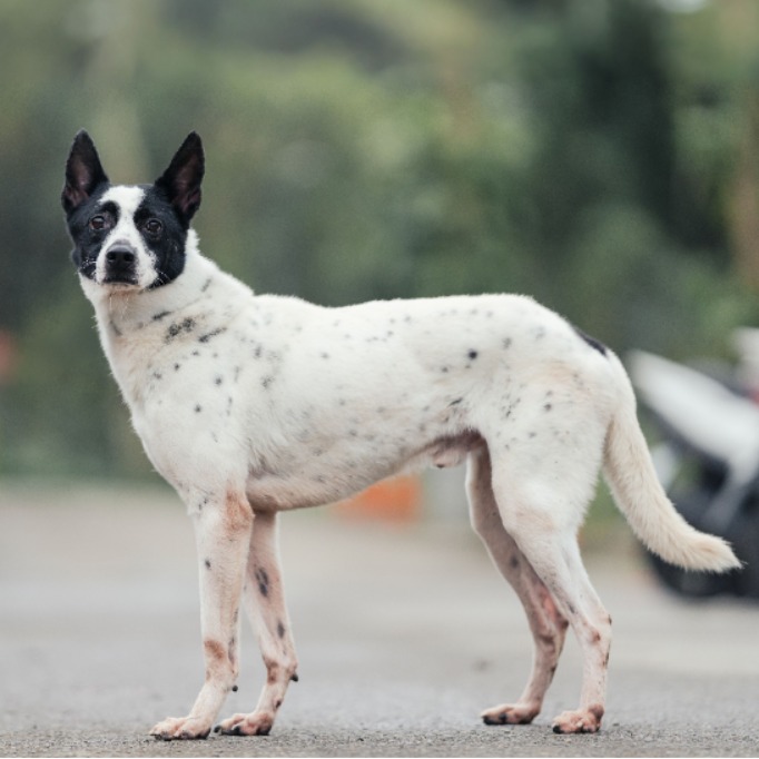新北市已領養狗 混種犬