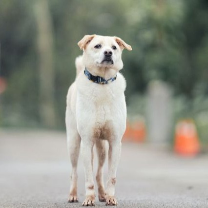 新北市已領養狗 混種犬