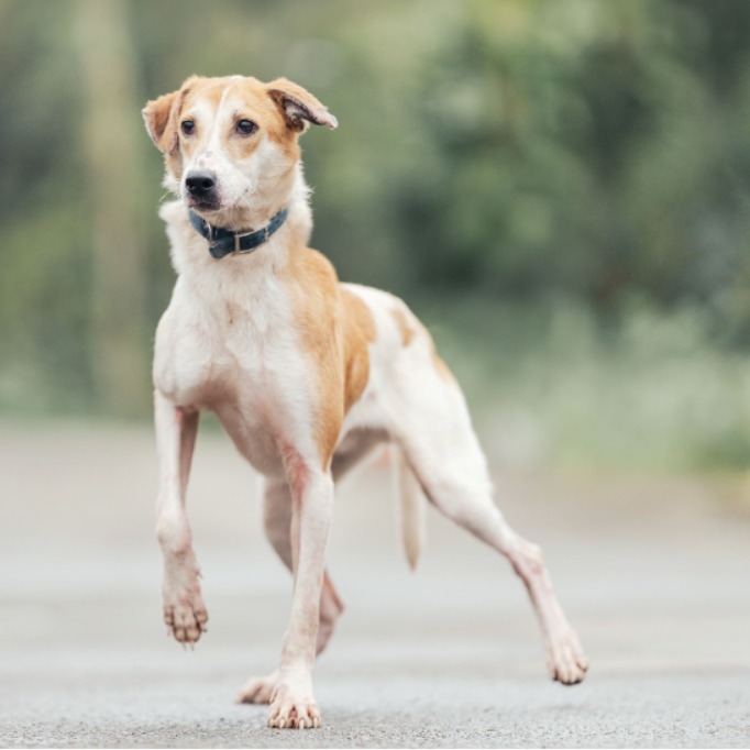 新北市已領養狗 混種犬