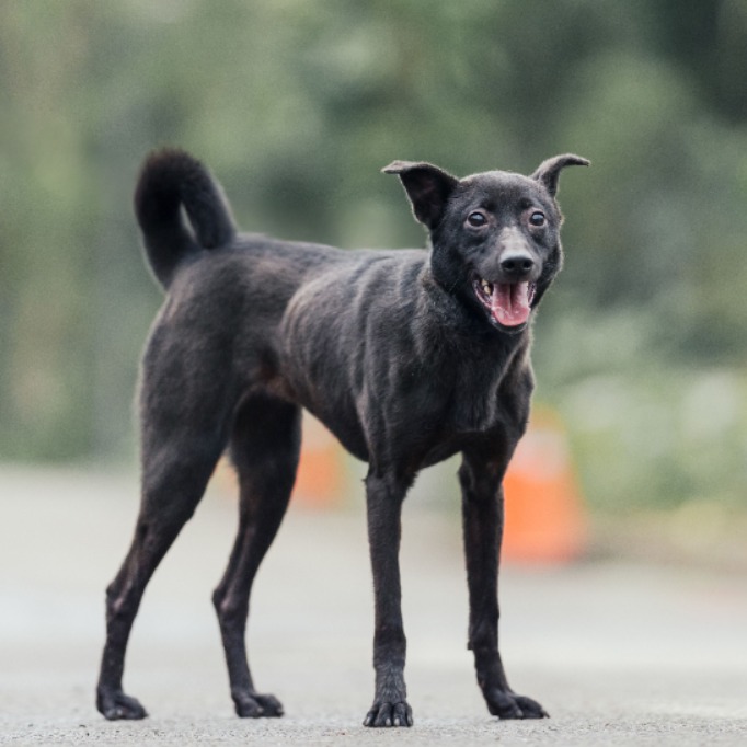 新北市已領養狗 混種犬