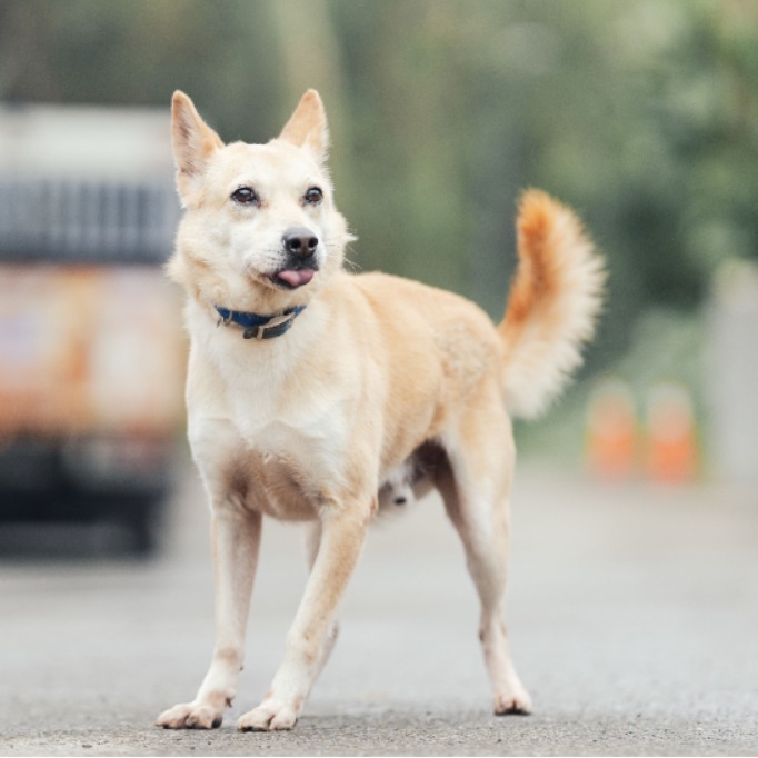 新北市已領養狗 混種犬