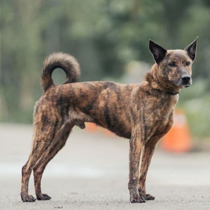 新北市已領養狗 混種犬